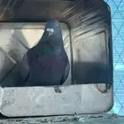 حمام البيع مستعجل كلهن 30