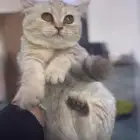 كيتنز سكوتش ( للبيع )