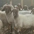 خروف نعيمي فحل