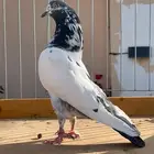 للبيع زوج تيدي
