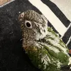 فرخ كنيور يلو سايد