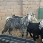 تيس فحل ثني