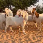 6 ماعز جروم وجباره دفيع وضريع