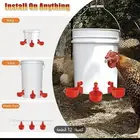 سقيات دجاج