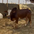 اثنين عجلو بلدي تم البيع