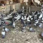 حمام وطني وفيه شي بسيط