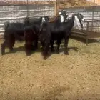 معزاء عوارض مقاني طيييبه