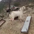 تيس فحل مشروط رباع