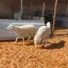 طليان ذبايح ومشاريع فحول