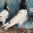 للبيع اجواز حمام بكستاني فواخر
