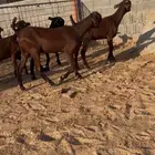 جفرات شاميات وفحلهن