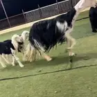 مواليد نجد تفريد