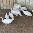 دجاج حبشي ابيض