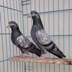 جوز شينا تم البيع