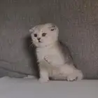 سكوتش للبيع