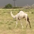 قعود اركي للبيع