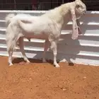 تيس ابيض خصم له مقطع وهو يقرع