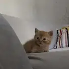 سكوتش ستريت