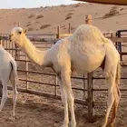 حاشي لباني للبيع