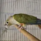كنيور