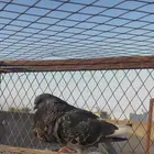 السلام عليكم ذكر نفاخي اسباني للبيع النسبه ع المشتري