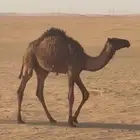 حاشي قصب