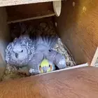 زوجين كروان مكينه انتاج