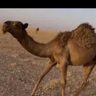 قعود مستقبل فحل
