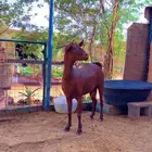 عنز جنوبيه محايليه طيب رباع تسدس