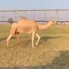 ناقه شقحاء ام ثالث