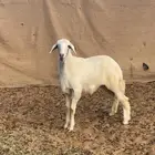 رخل برصا مقنوي طيبه حول سته شهور