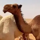 للبيع بكرة صفراء حقه