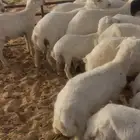 بهم هجين حري ورفيد عدد 20