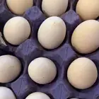 بيض بلدي دجاج غنم
