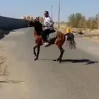 حصان إنجليزي للبيع