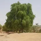 شتلات بريه الغاف الرمادي و الطلح الملحي و الغاف الاحمر