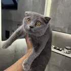انثى سكوتش
