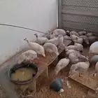 دجاج حبشي