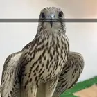 مثلوث حر تفريخ دعو حمام خفيف تصلح لشباب الصغار