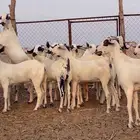 جفار بيشيات صنف