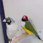 قولدن فنش