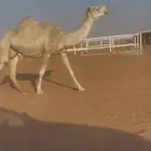 ناقه لقحه طيبه وهديه والحليب واجد