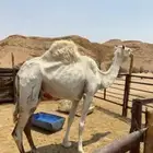 ناقه قصب