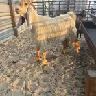 صخل كريمي مشروع فحل .. تم البيع تم