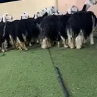 نجد مواليد جروم