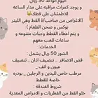 فندقه قطط