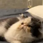 كتن قط بيكي فيس