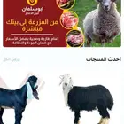 تمارا خرفان حريات وتيوس لبانيه
