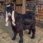 تيس عارضي فحل معرف توه مشلع ثني