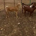 معزا محايليه صنف